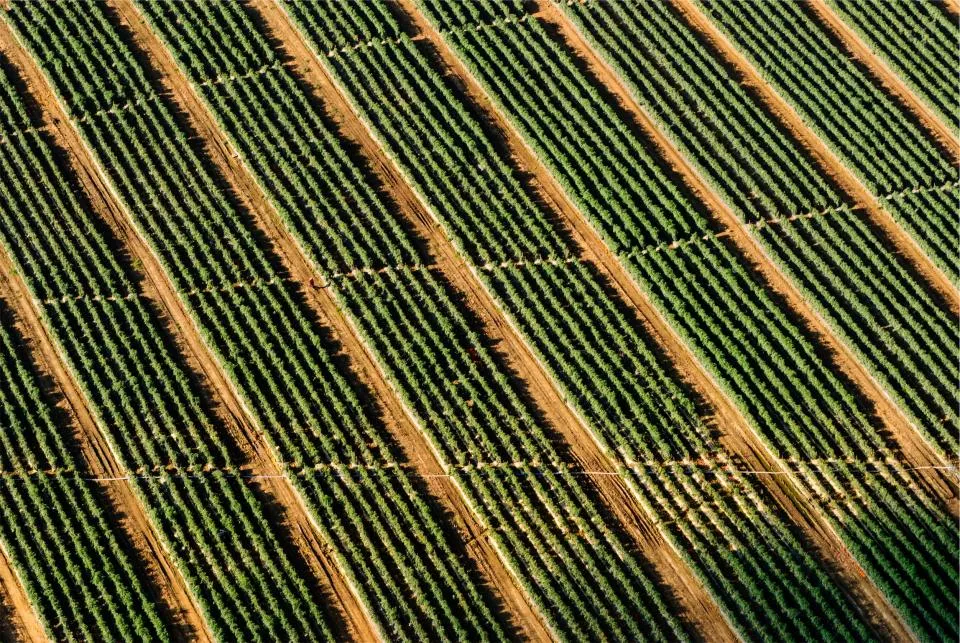 Força do Campo